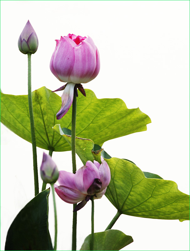 那时花开（不断添加中）