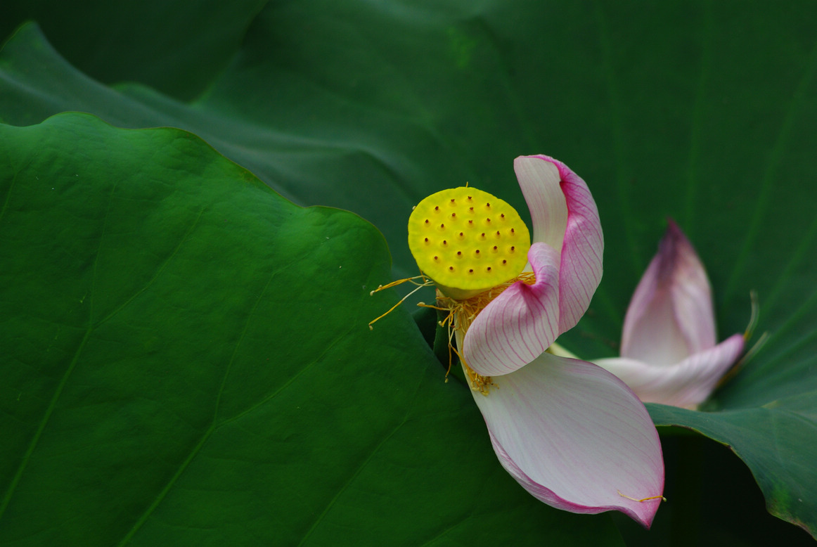 新蕾公园拍了几张