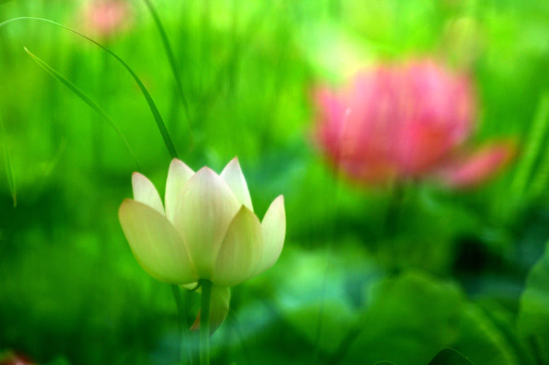 四季有花（超长版）