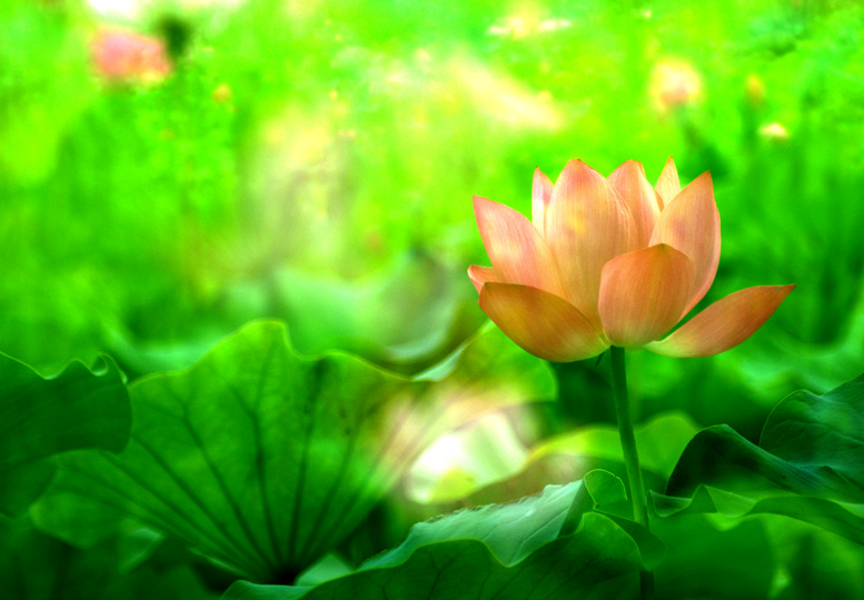 四季有花（超长版）