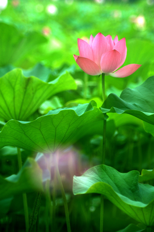四季有花（超长版）