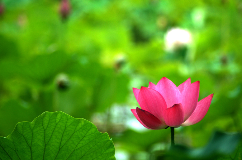 四季有花（超长版）