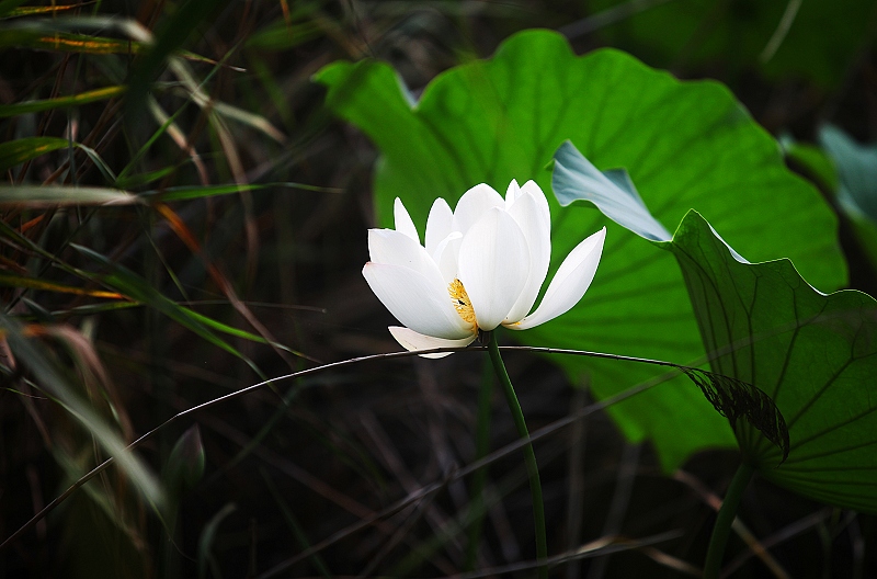 微山湖荷花
