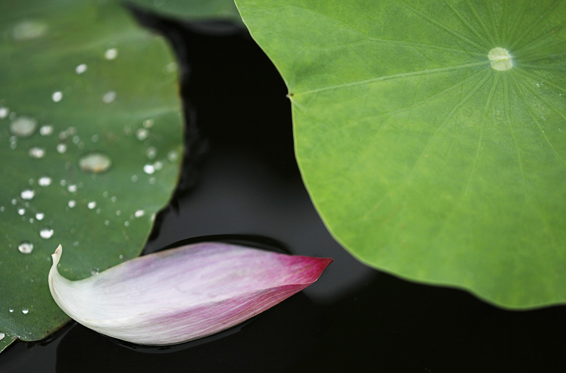 那时花开（不断添加中）