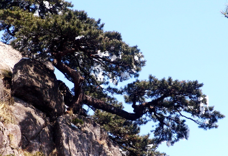 黄山松