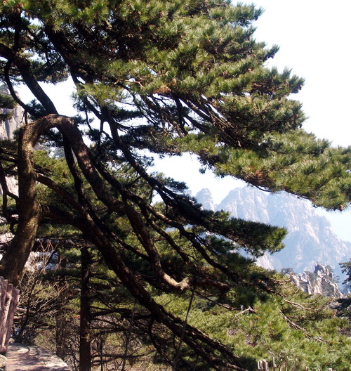 黄山松