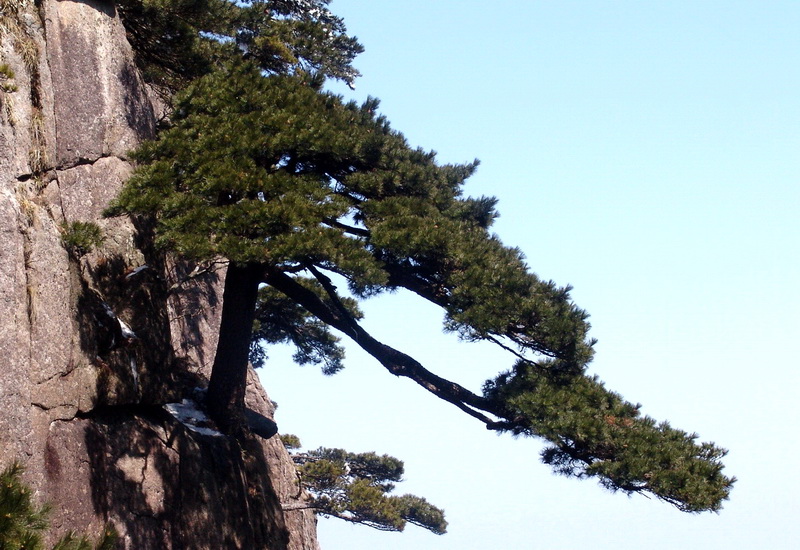 黄山松