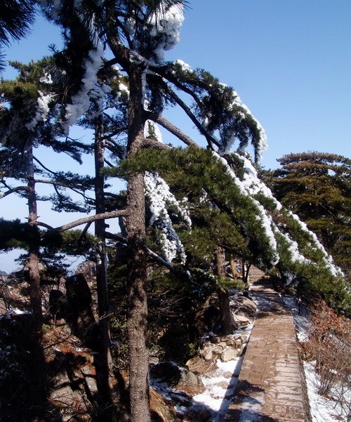 黄山松