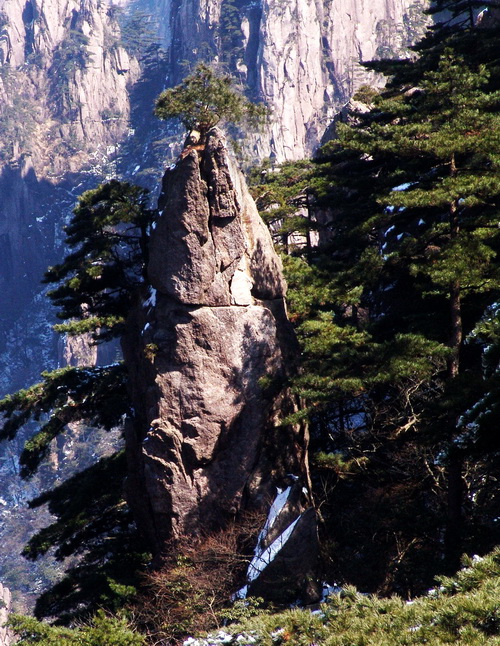 黄山松