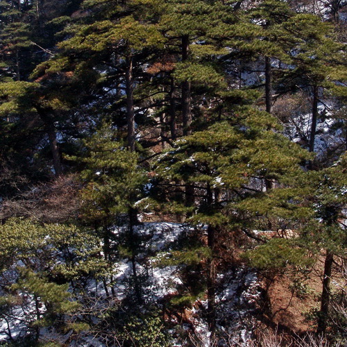 黄山松