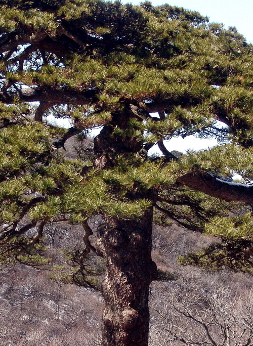 黄山松