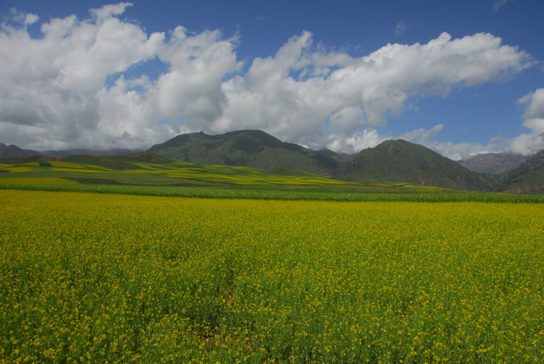 青海油菜花