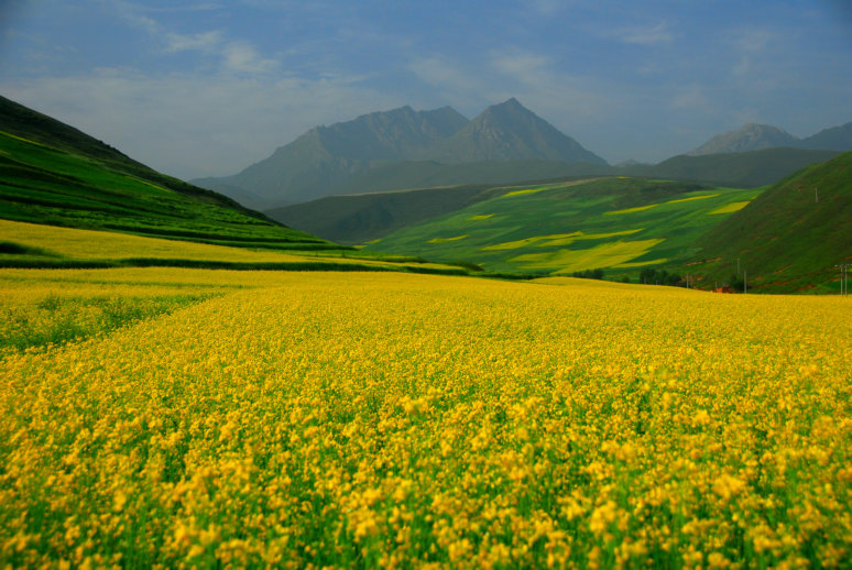 青海油菜花
