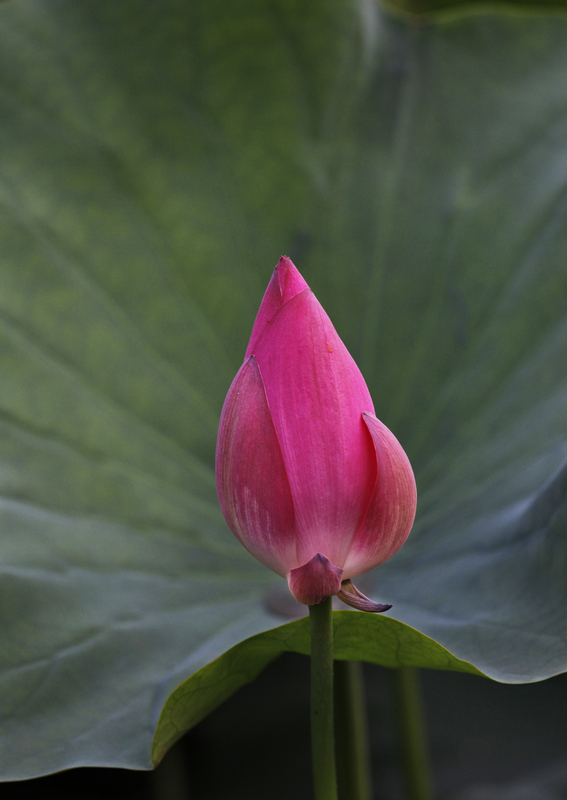 那时花开（不断添加中）