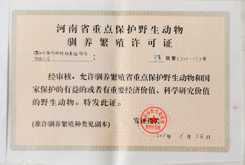 可以食用的天鹅