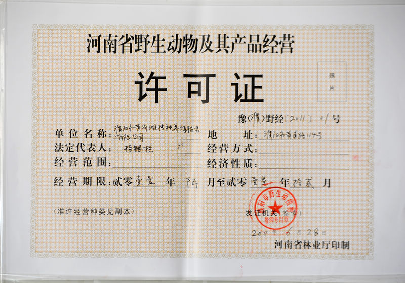 可以食用的天鹅