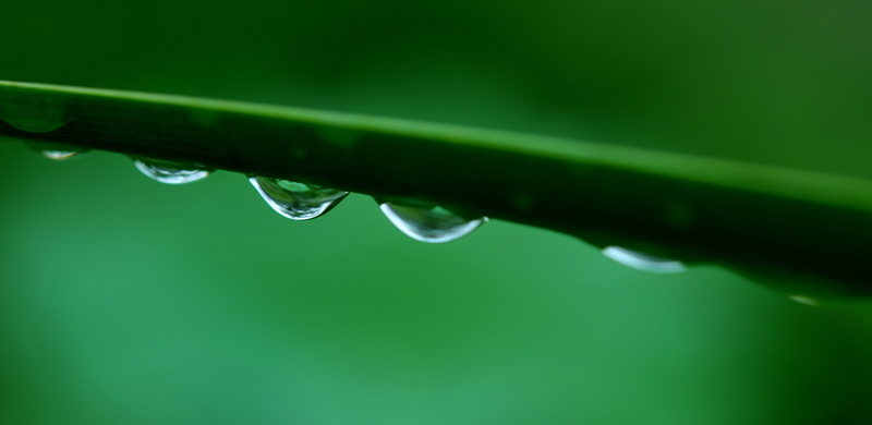 雨荷