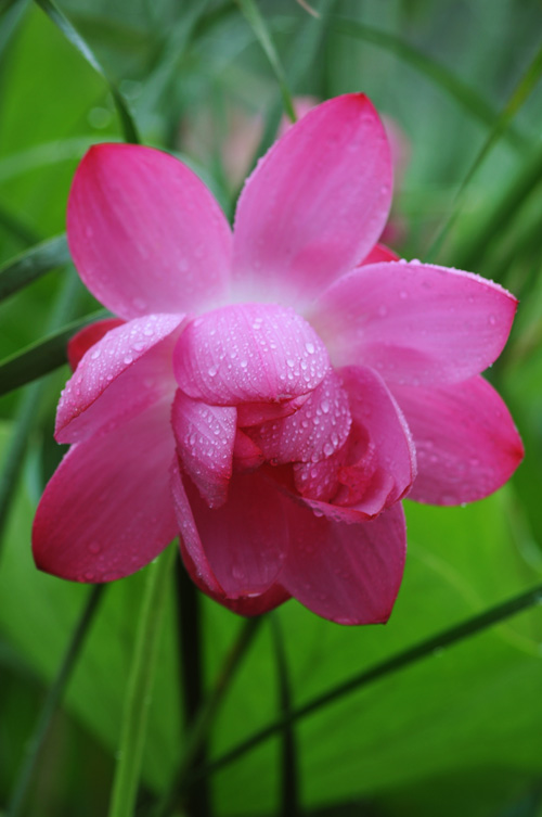雨荷