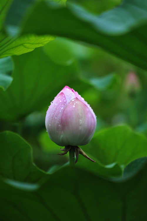 雨荷