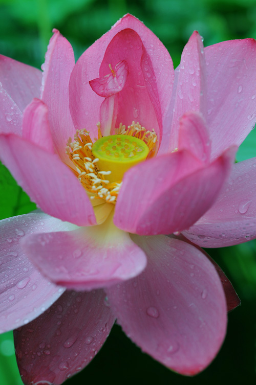 雨荷