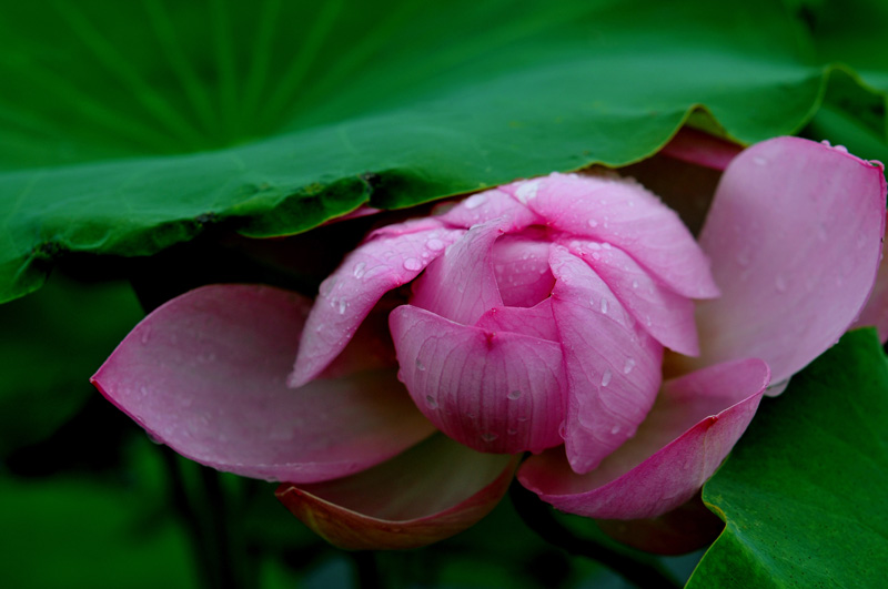雨荷