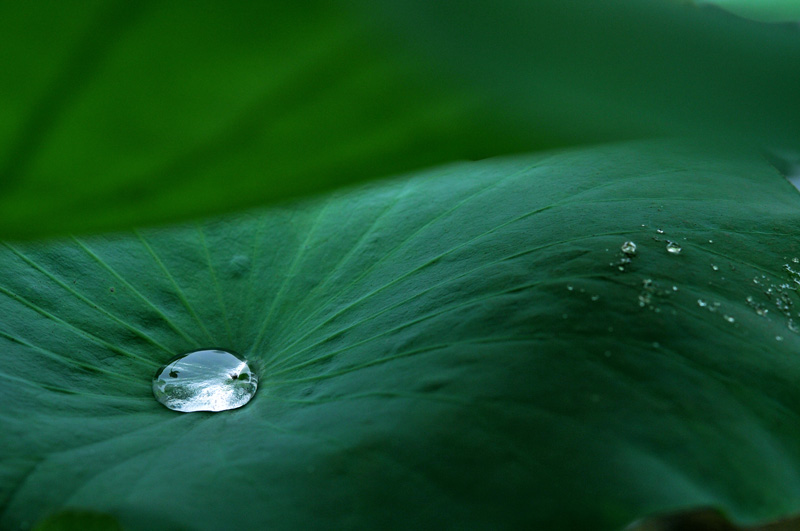 雨荷