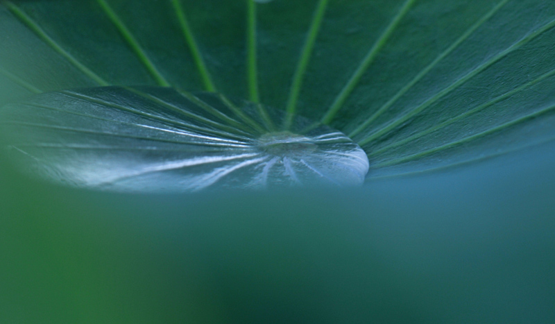 雨荷
