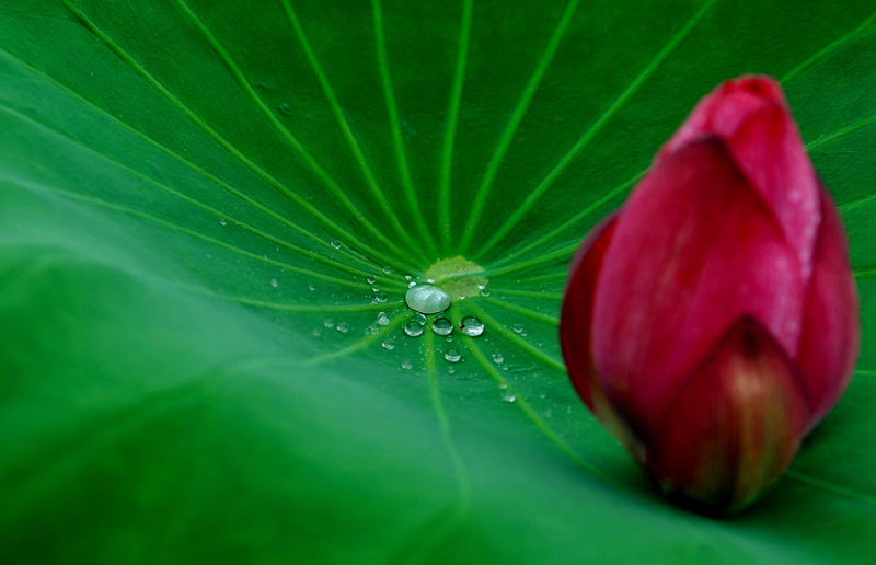 雨荷