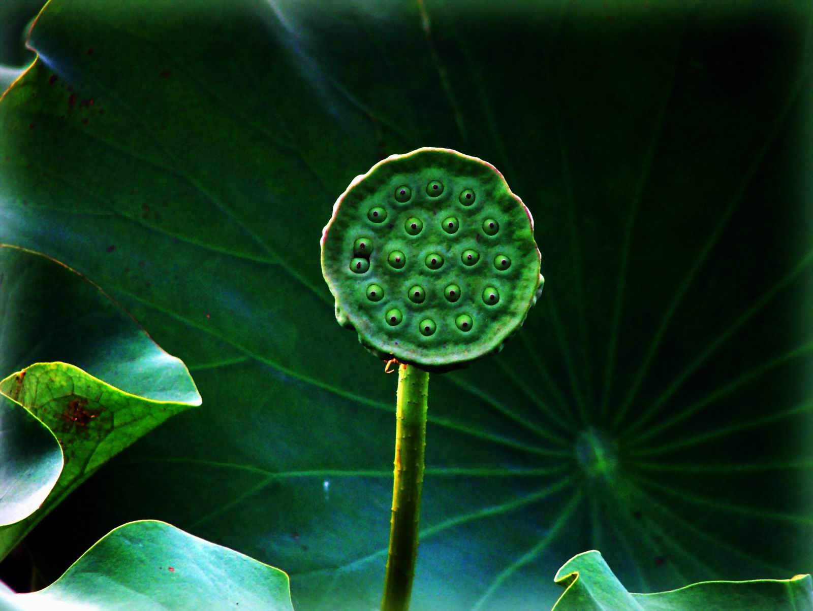 新手拍荷(已更新)
