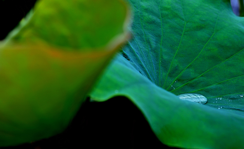 雨荷