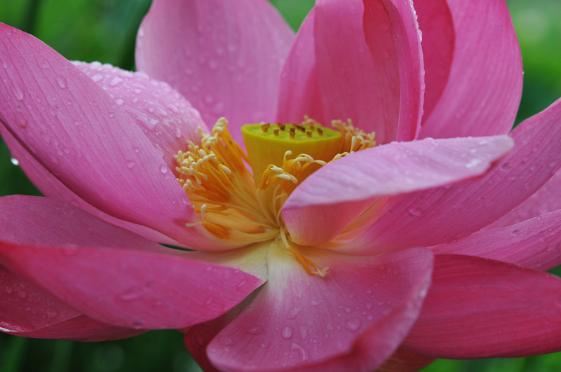 雨荷