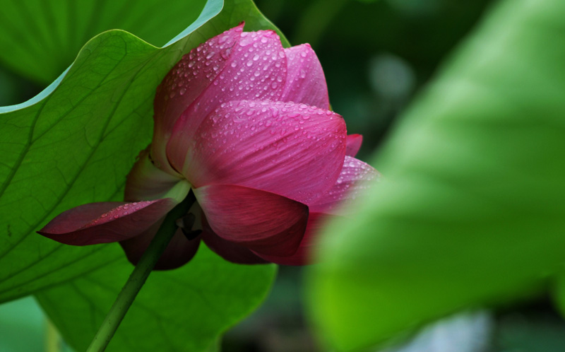 雨荷