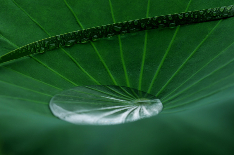 雨荷