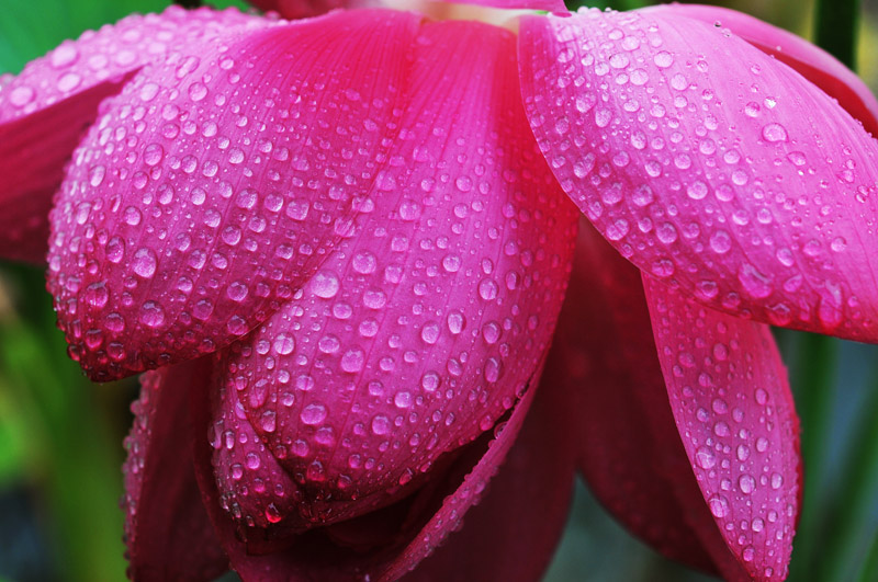 雨荷