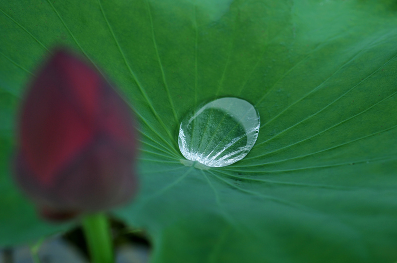 雨荷
