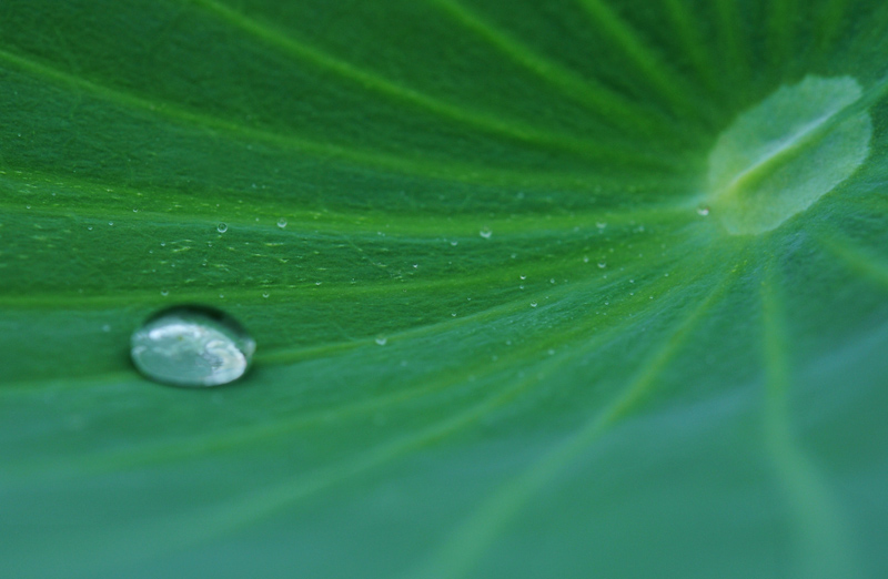 雨荷