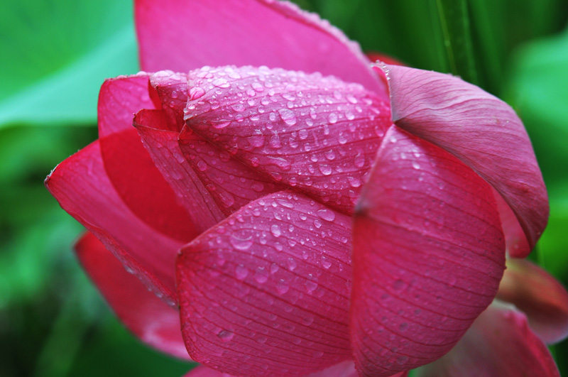 雨荷
