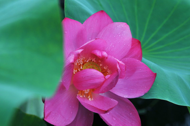 雨荷