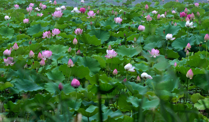 雨荷