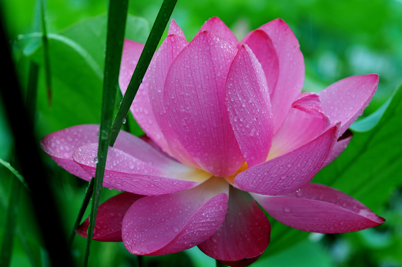 雨荷