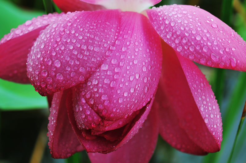 雨荷
