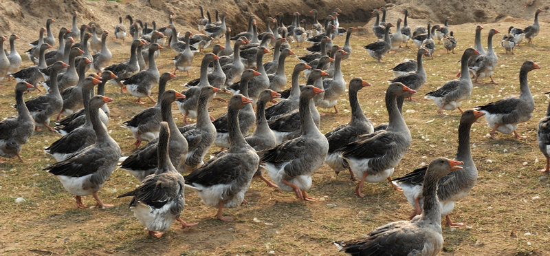 可以食用的天鹅