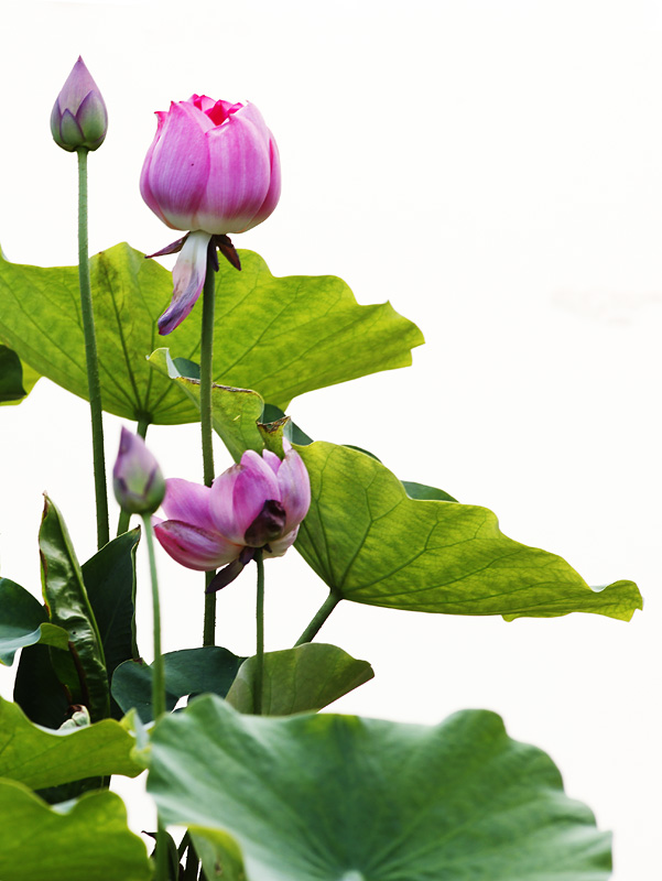 那时花开（不断添加中）
