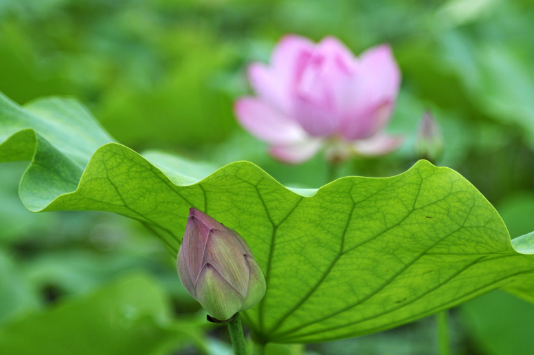 四季有花（超长版）
