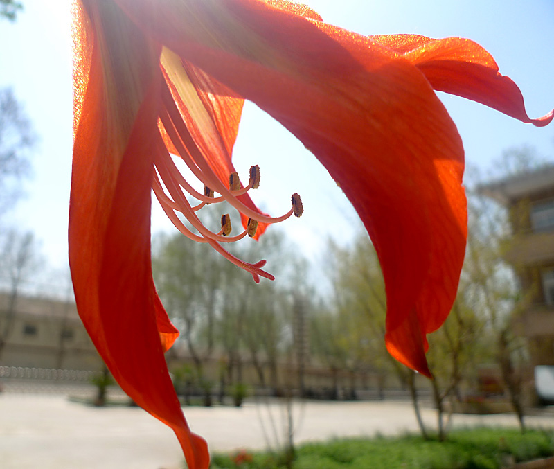 梅兰竹菊花卉帖