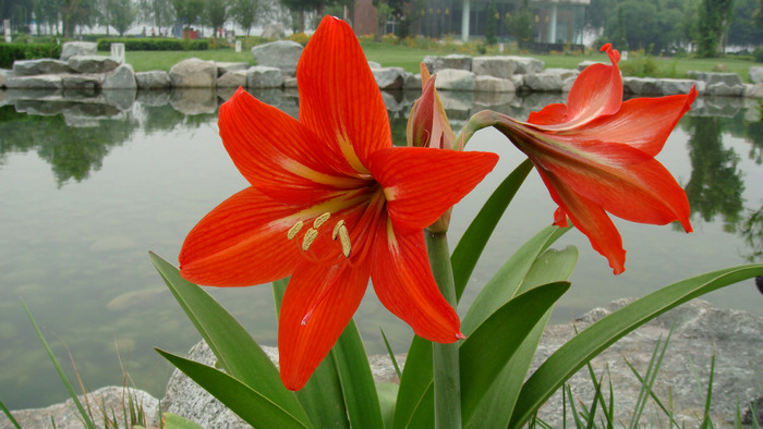 花草