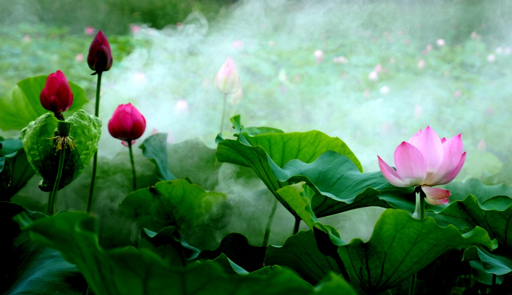 荷花