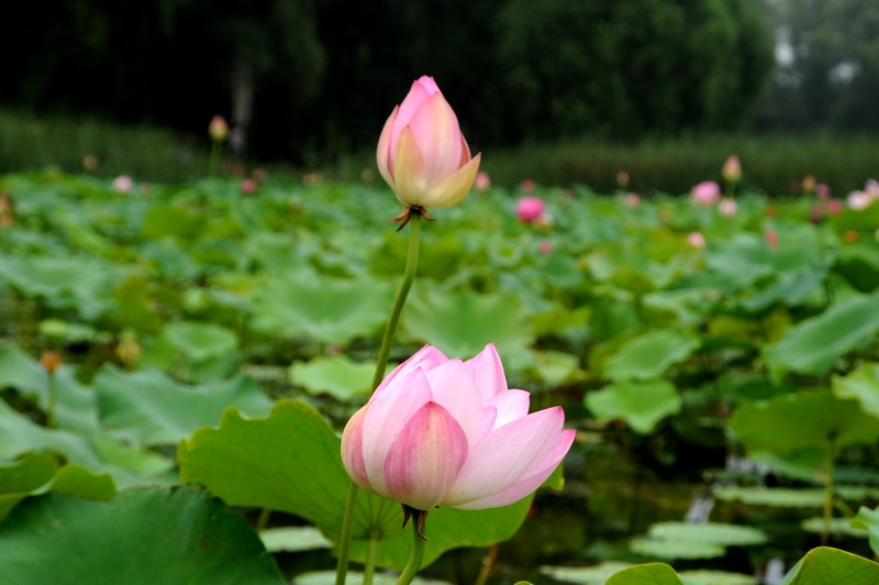 荷花
