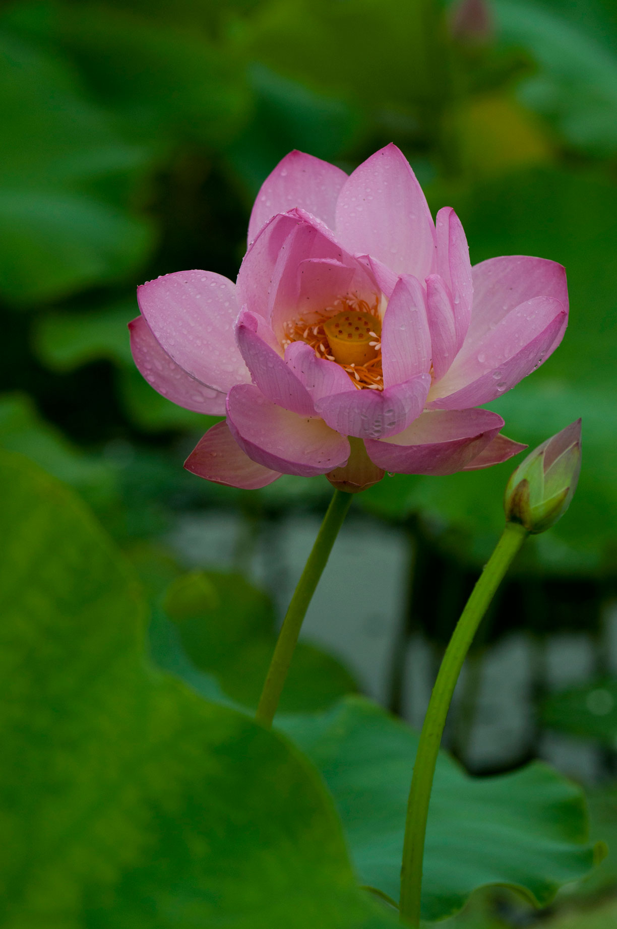 夏雨雅荷
