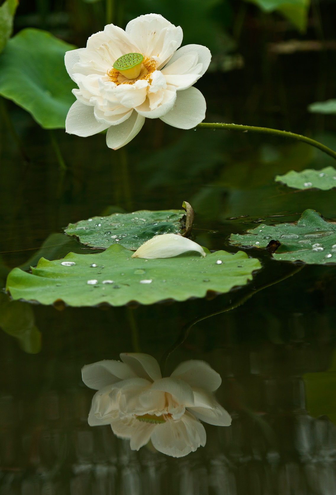 夏雨雅荷